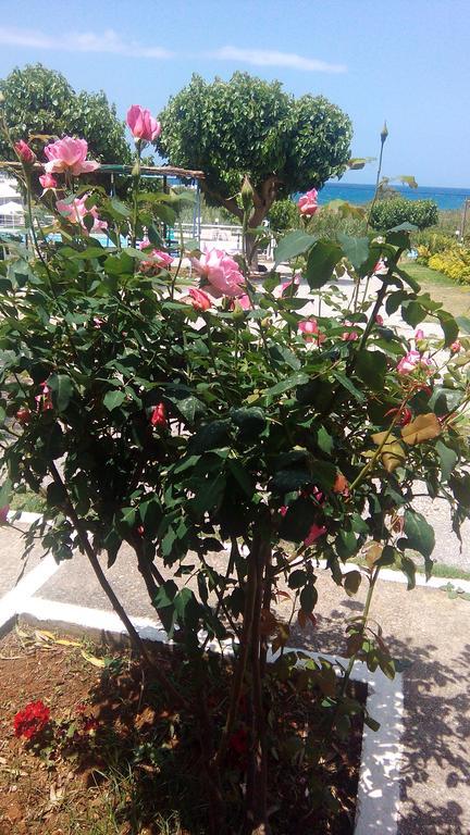 Andy's Gardens גרני צ'ניון